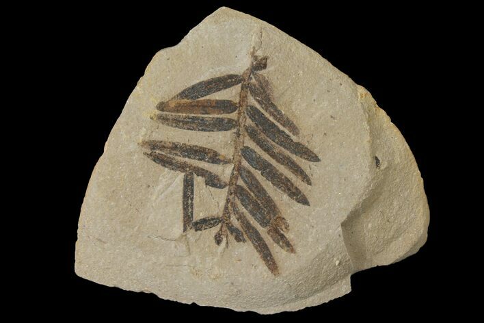 Dawn Redwood (Metasequoia) Fossil - Montana #126615